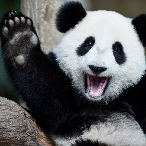Volunteer at a Panda Reserve in Chengdu, Sichuan!